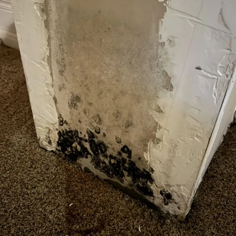 Professional Mold Removal in Syracuse, UT